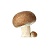 champignon